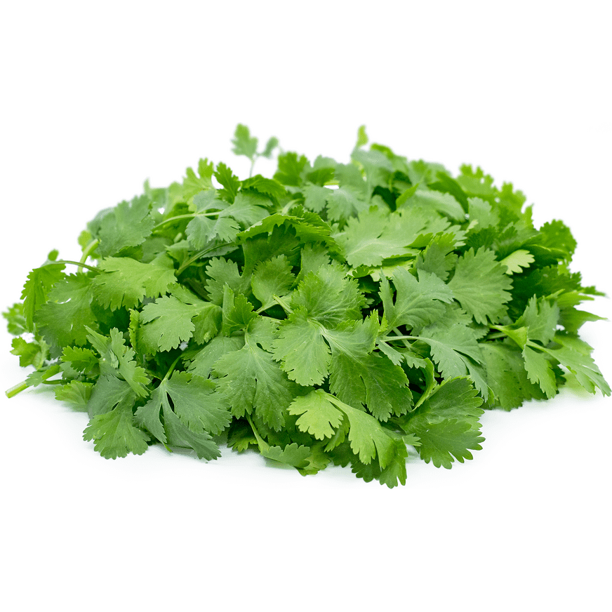 Herbs, Cilantro Coriander