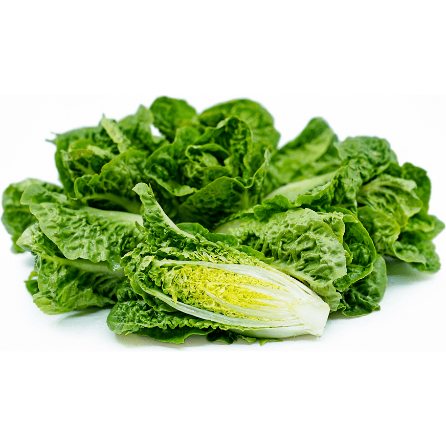 Lettuce, Romaine
